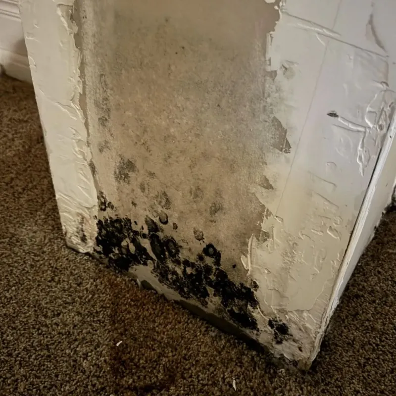 Professional Mold Removal in Palisade, CO